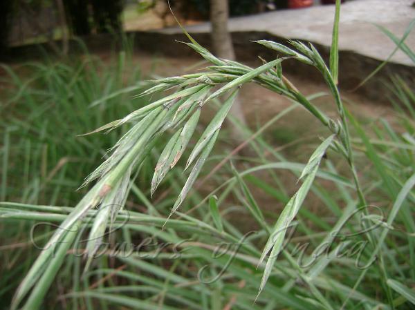Lemon Grass